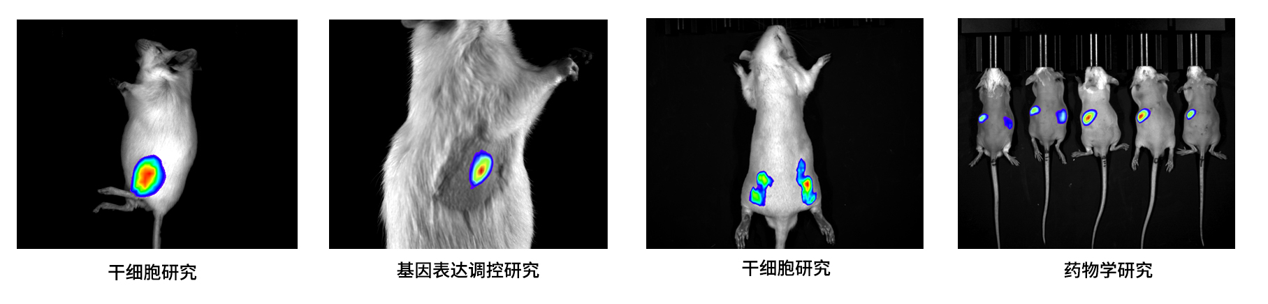 AniView100Pro多模式動物活體成像系統(tǒng)應(yīng)用案例 AniView100Pro多模式動物活體成像系統(tǒng)應(yīng)用案例