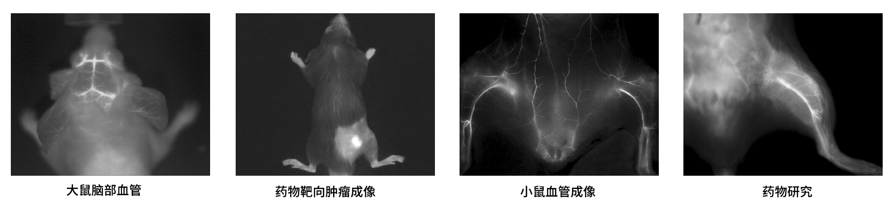 AniView30F近紅外二區(qū)活體成像系統(tǒng)應(yīng)用案例