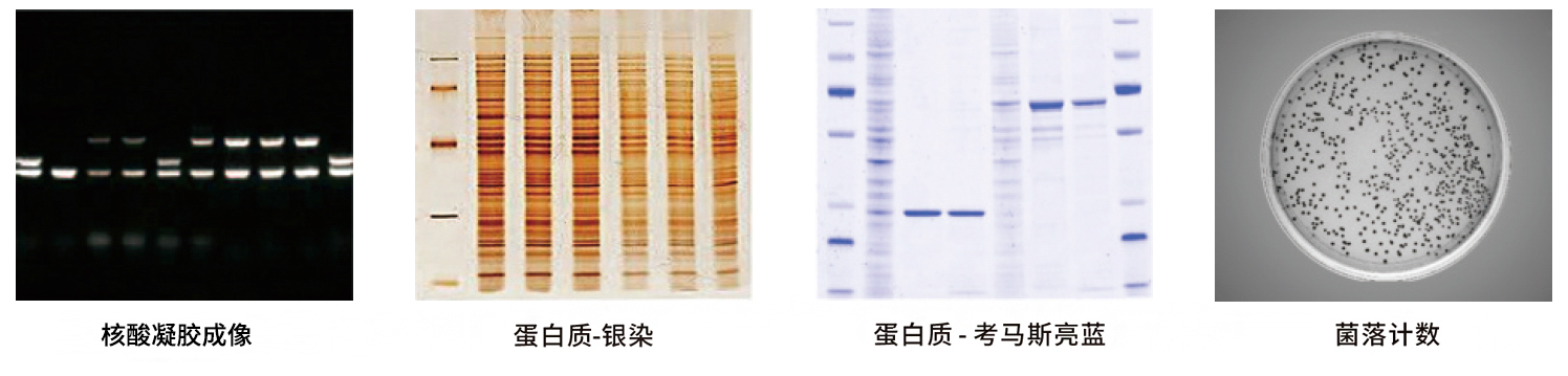 GelView 5000Plus智能凝膠成像系統(tǒng)應(yīng)用案例 GelView 5000Plus智能凝膠成像系統(tǒng)應(yīng)用案例